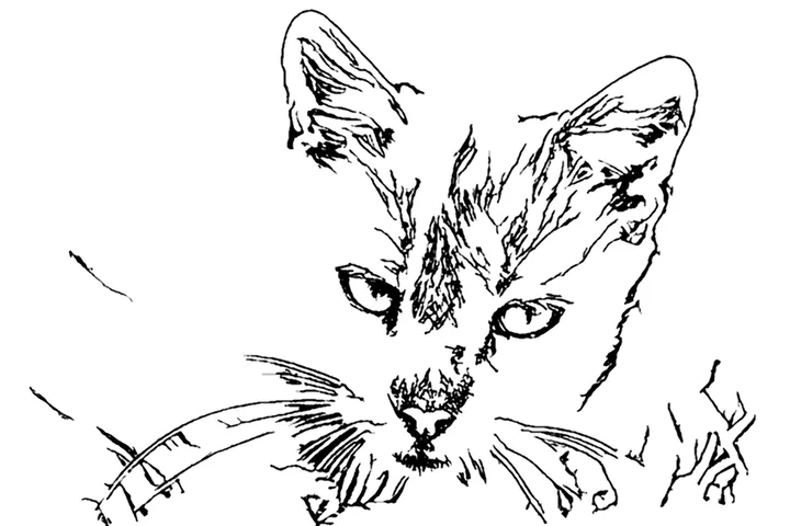 Printable coloring page of a gray cat made from the photo
