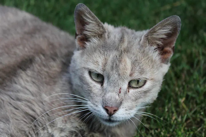 Sample photo of a gray cat