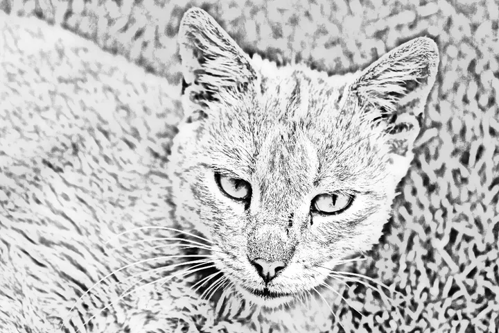 Pencil sketch of a gray cat lying in the grass made from the photo