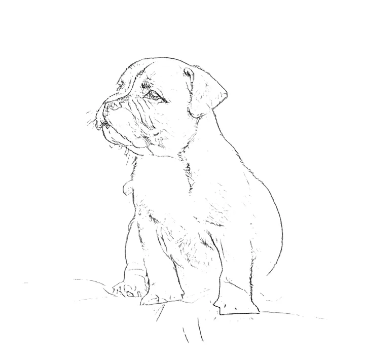 Line art drawing of a puppy made from the photo