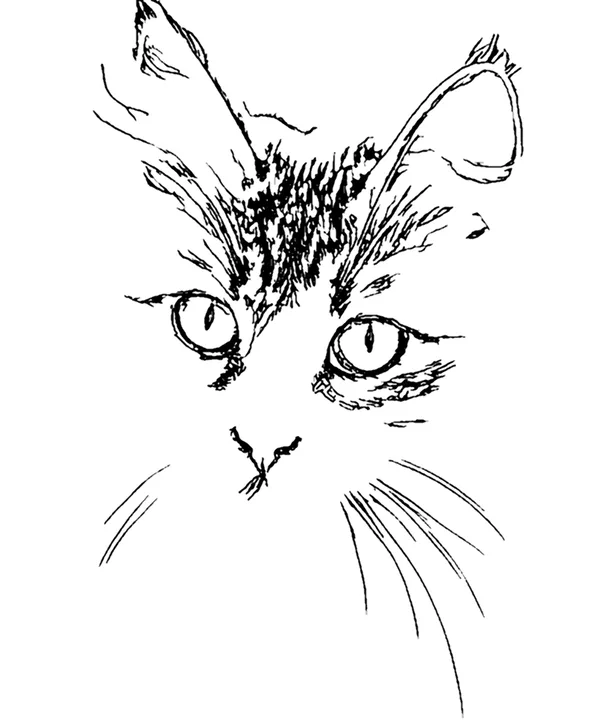 Coloring page example of a tabby cat