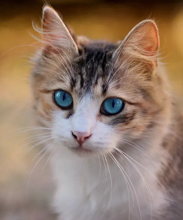 Original photo of a tabby cat