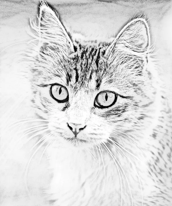 Pencil sketch example of a tabby cat